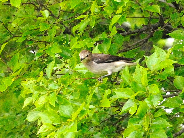 コムクドリ♀ (3態-2) 川北公園 八幡市 2016/04/25 Photo by Kohyuh コムクドリ♀ (3態-2) 川北公園 八幡市 2016/04/25 Photo by Kohyuh