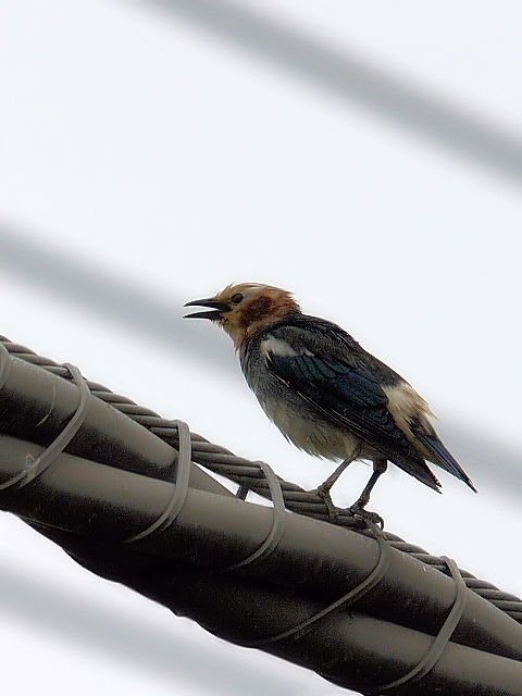 ② コムクドリ ♂　成鳥　山中湖　山梨県　2012/06/10　Photo by Kohyuh