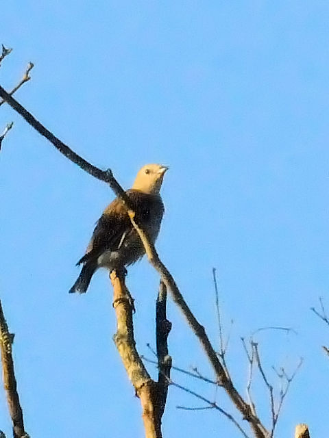 ③ コムクドリ ♀　成鳥　山中湖　山梨県　2011/09/18　Photo by Kohyuh