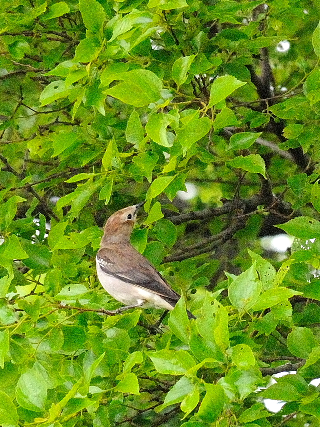 コムクドリ♀ (3態-3) 川北公園 八幡市 2016/04/25 Photo by Kohyuh コムクドリ♀ (3態-3) 川北公園 八幡市 2016/04/25 Photo by Kohyuh