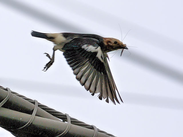 ④ コムクドリ ♂　成鳥　山中湖　山梨県　2012/06/10　Photo by Kohyuh