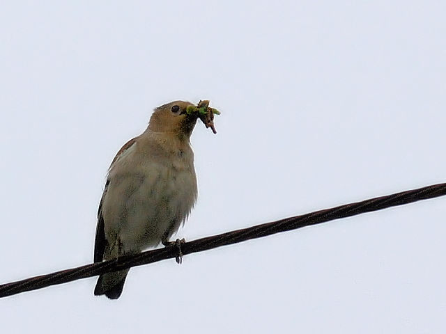 ⑦ コムクドリ ♀　成鳥　山中湖　山梨県　2012/06/10　Photo by Kohyuh