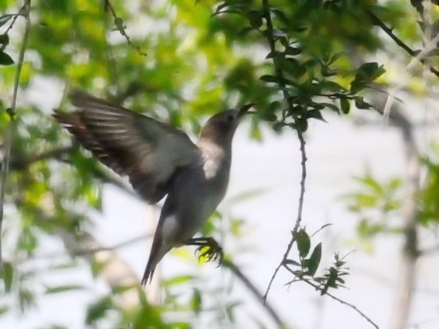 E RNh@ @s@썶݁@2010/04/25@Photo by Kohyuh