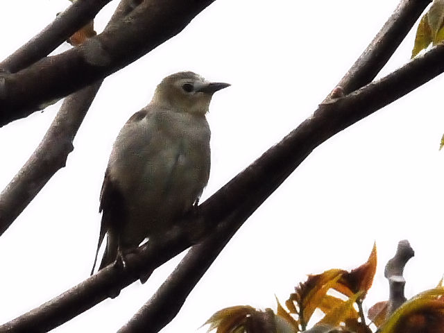 C RNh@ @s@썶݁@2010/04/25@Photo by Kohyuh