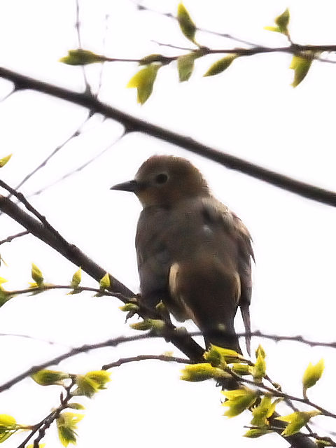 D RNh@ @s@썶݁@2010/04/25@Photo by Kohyuh