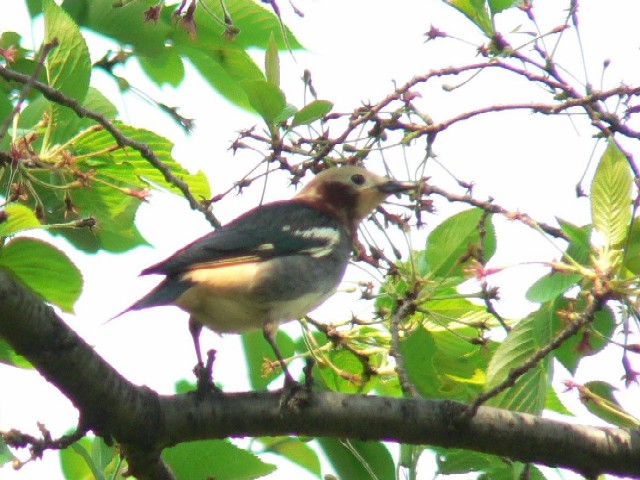 @ RNh@@s@w@2007/04/26@Photo by Takase