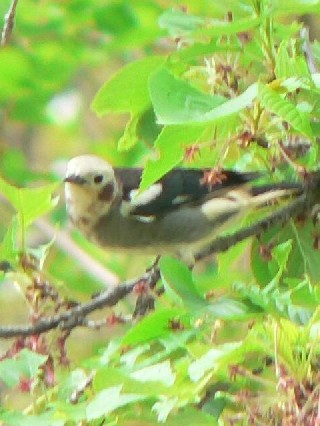 A RNh@@s@w@2006/04/30@Photo by Takase