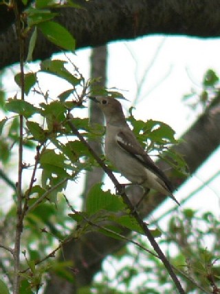 B RNh@@s@w@2006/04/30@Photo by Takase