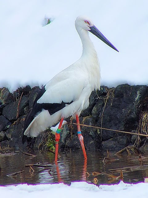 REmg@@ɌREmg̋@2006/02/09@Photo by Kohyuh