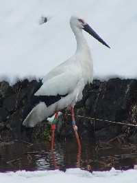 sREmgt@ʐ^̓NbNŊg傷