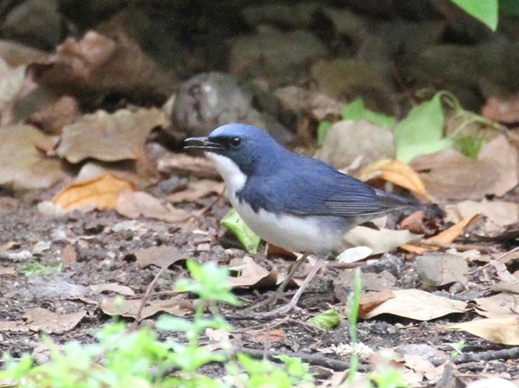 A R @@ĉH@@2013/04/29@Photo by Manda