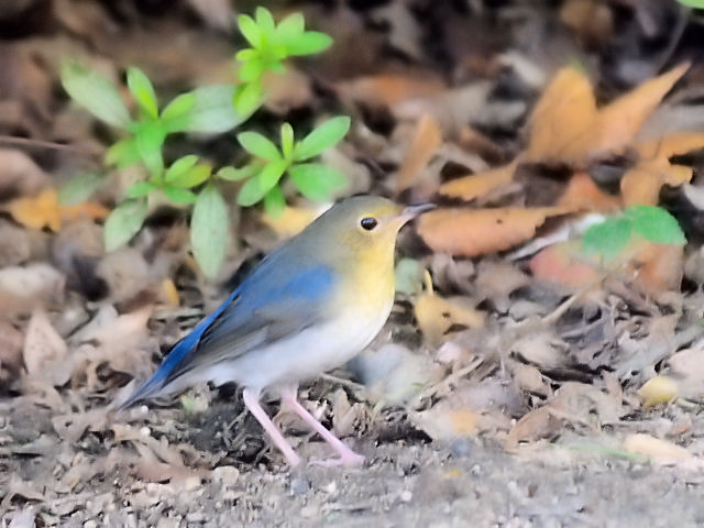 F R @ᒹ@@2012/09/19@Photo by Kohyuh