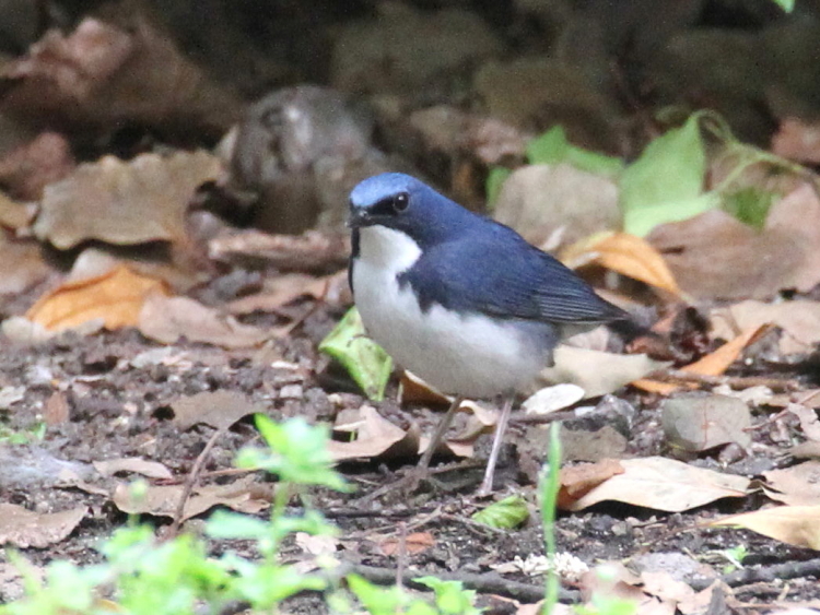 B R @@ĉH@@2013/04/29@Photo by Manda