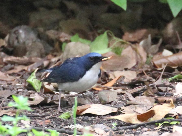 C R @@ĉH@@2013/04/29@Photo by Manda