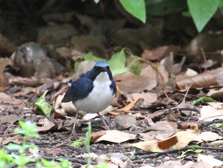 D R @@ĉH@@2013/04/29@Photo by Manda