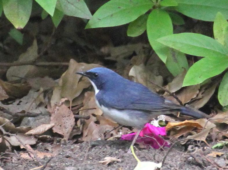 E R @@ĉH@@2013/04/29@Photo by Manda