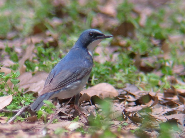 @ R @@ĉH@@2008/05/08@Photo by Takayama