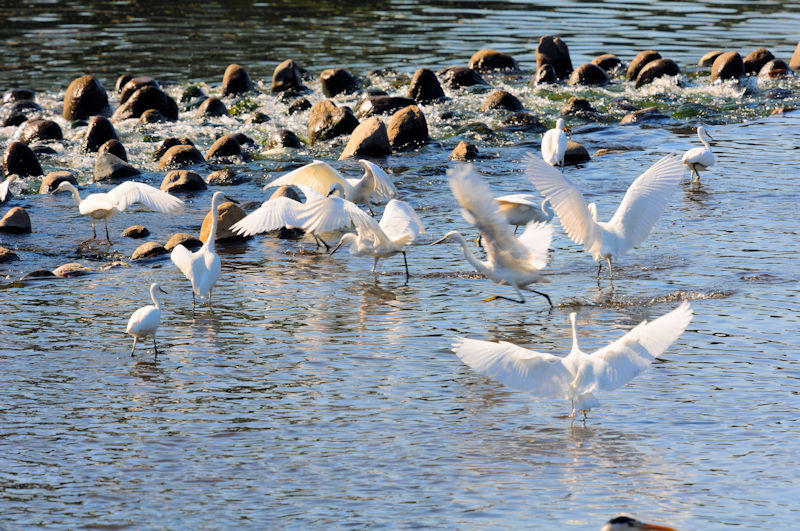 RTM̌Q@썶݁@s@2019/11/09@Photo by Kohyuh