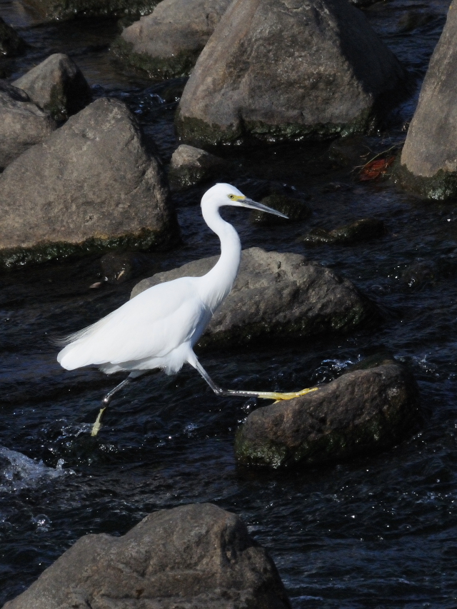 RTM@~HiQ-1j@썶݁@s@2016/11/11@Photo by Kohyuh