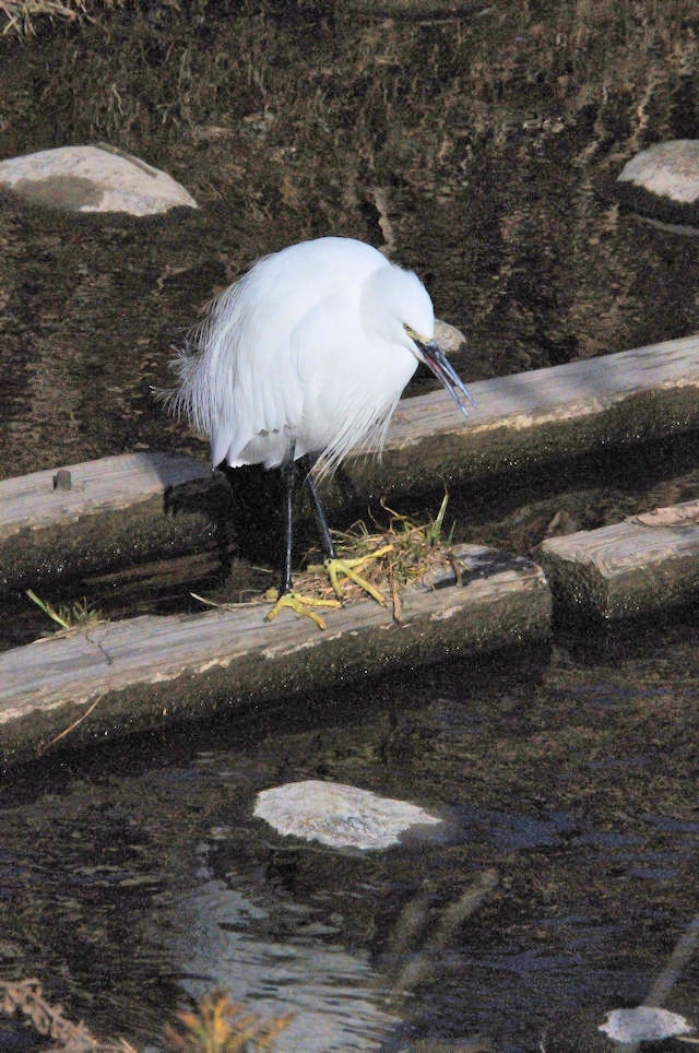 RTMiQ-1j@EĉH@D@s@2018/01/03@Photo by Kohyuh