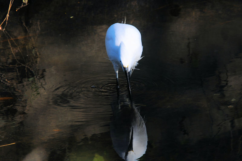 コサギの漁（７態）　大谷川　八幡市　2020/10/14　Photo by Kohyuh