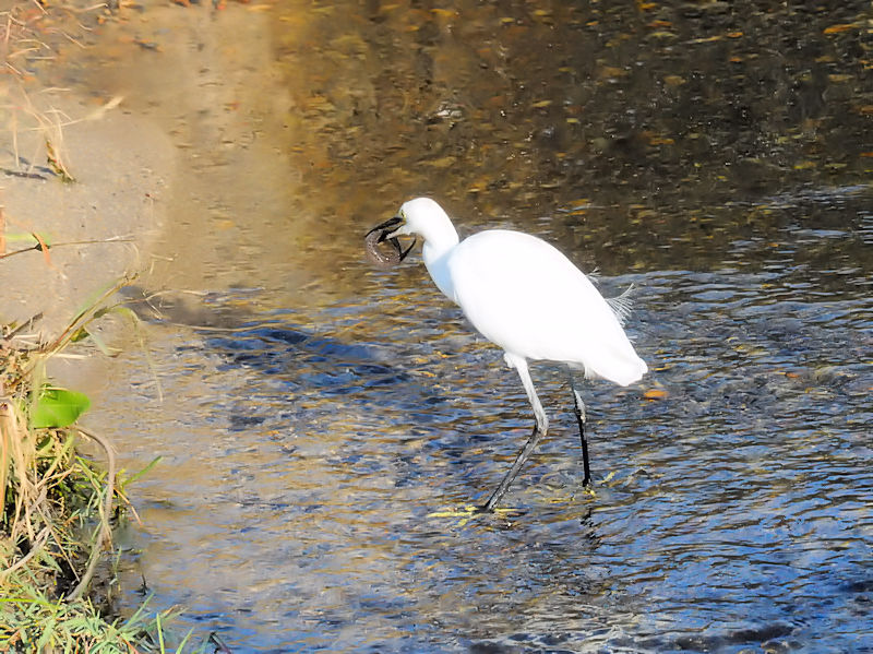 RTMƃ^EiMiR-1j@D@s@2018/11/06@Photo by Kohyuh