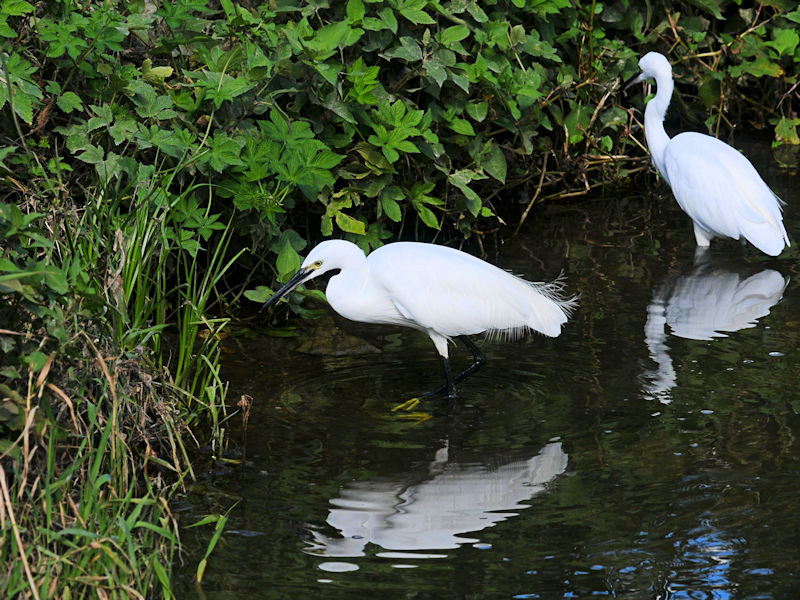 RTM@D@s@2019/09/03@Photo by Kohyuh