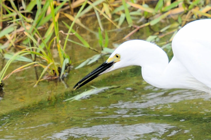 RTM@D@s@2020/09/26@Photo by Kohyuh