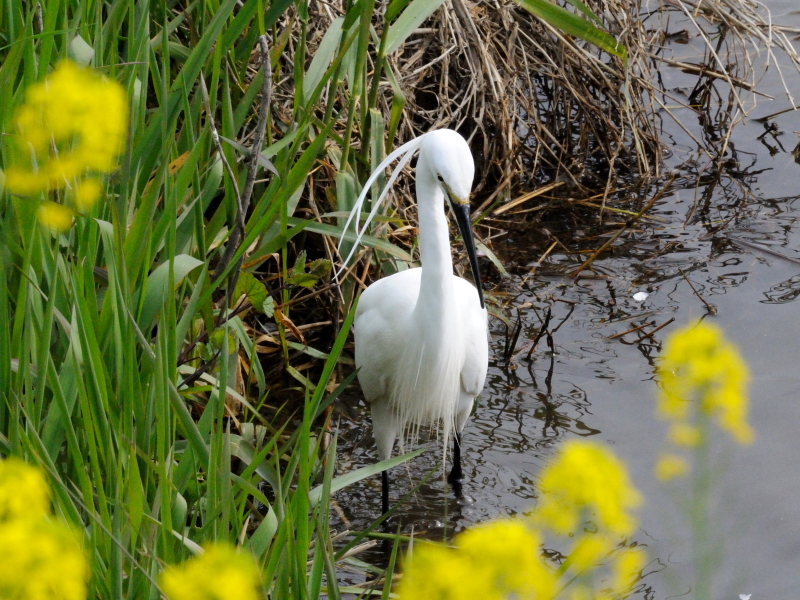 RTM@@ĉH iQ-1j@2010/04/18@Photo by Kohyuh