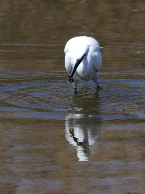 C RTM@@ĉH@s@\O@2013/04/13@Photo by Kohyuh