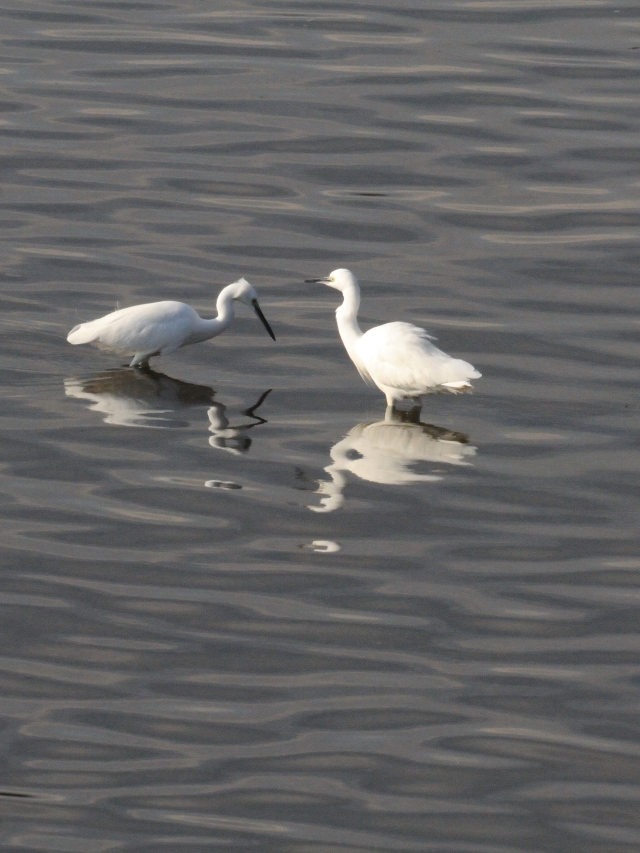 RTM@~HiQ-2j@썶݁@s@2016/11/11@Photo by Kohyuh