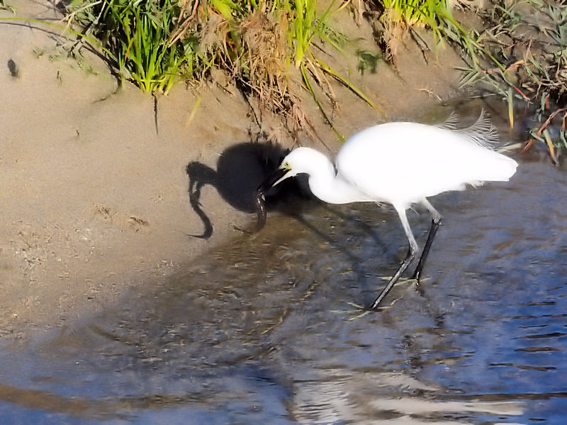 RTMƃ^EiMiR-2j@D@s@2018/11/06@Photo by Kohyuh