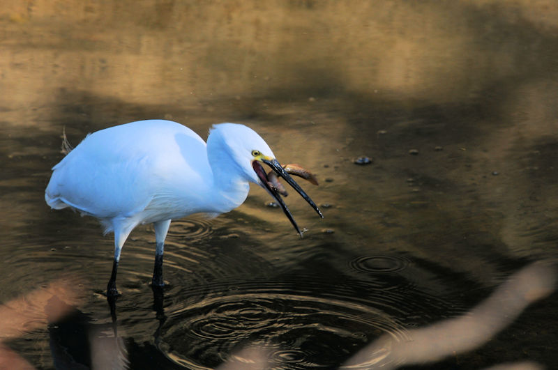 コサギの漁（７態）　大谷川　八幡市　2020/10/14　Photo by Kohyuh