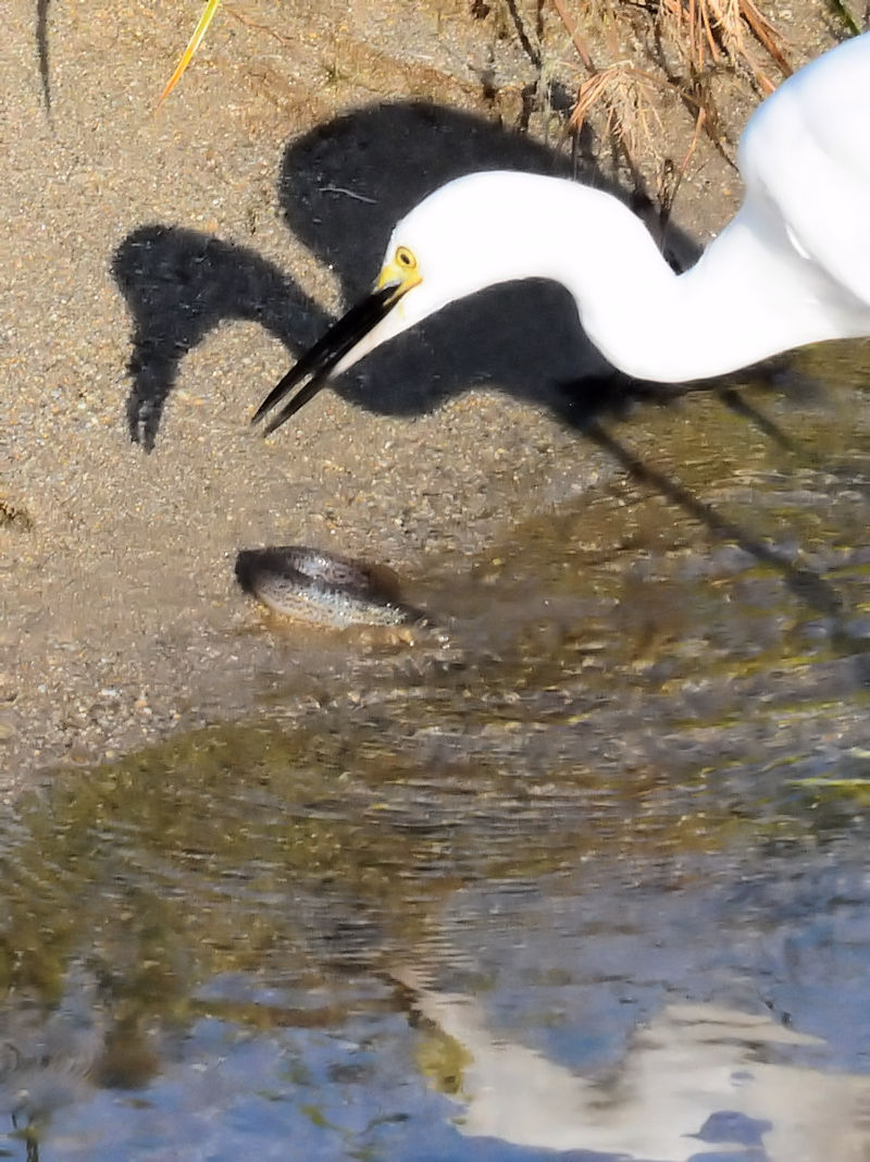 RTMƃ^EiMiR-3j@D@s@2018/11/06@Photo by Kohyuh