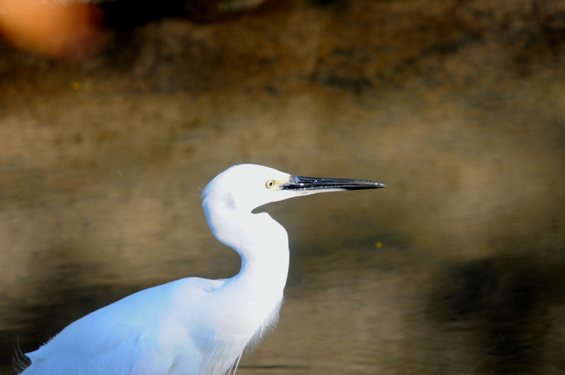 コサギの漁（７態）　大谷川　八幡市　2020/10/14　Photo by Kohyuh