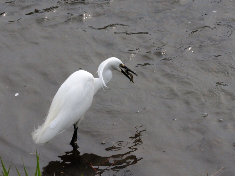 RTM@@ĉH iQ-2j@2010/04/18@Photo by Kohyuh