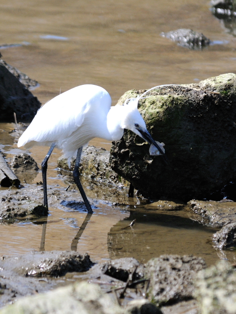 B RTM@@ĉH@s@\O@2013/04/13@Photo by Kohyuh