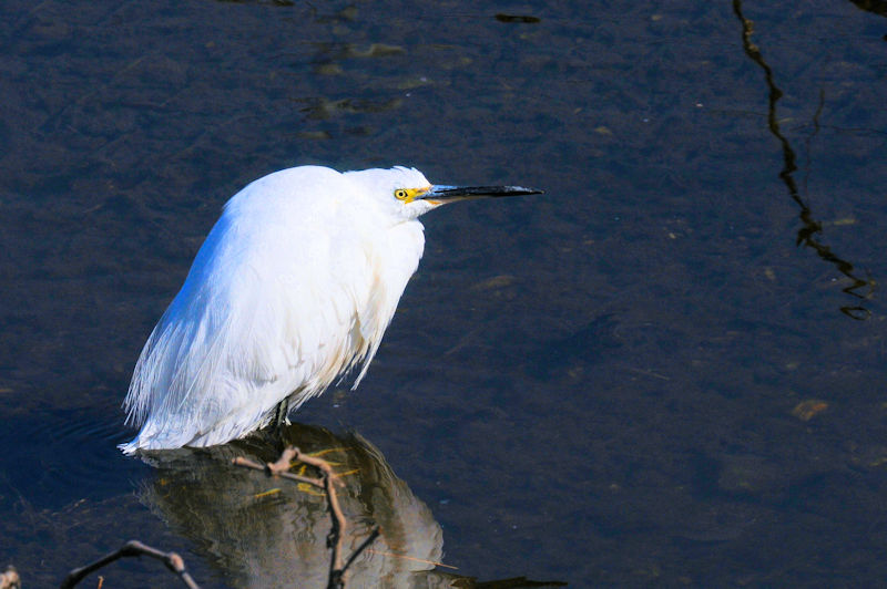 コサギの水浴び（１１態）　大谷川　八幡市　2020/04/04　Photo by Kohyuh