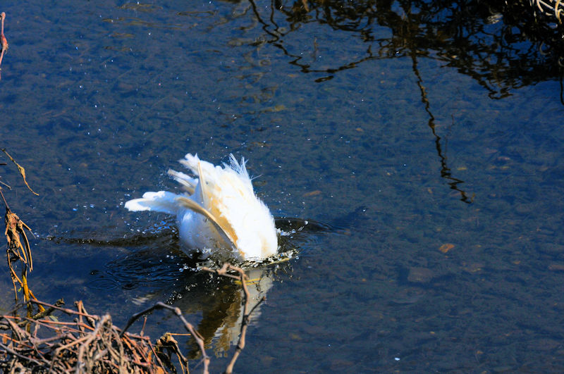 コサギの水浴び（１１態）　大谷川　八幡市　2020/04/04　Photo by Kohyuh
