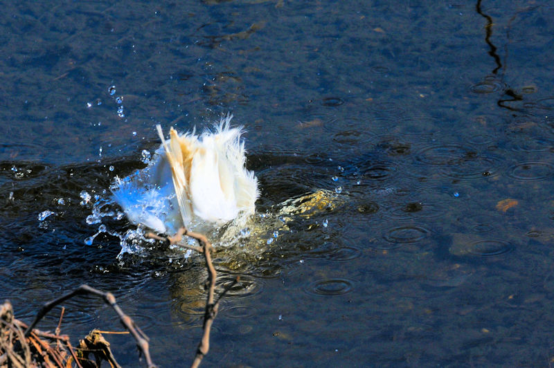 コサギの水浴び（１１態）　大谷川　八幡市　2020/04/04　Photo by Kohyuh
