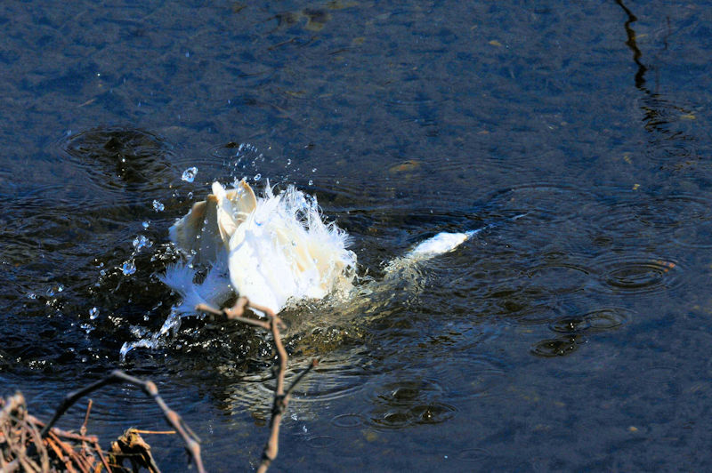 コサギの水浴び（１１態）　大谷川　八幡市　2020/04/04　Photo by Kohyuh