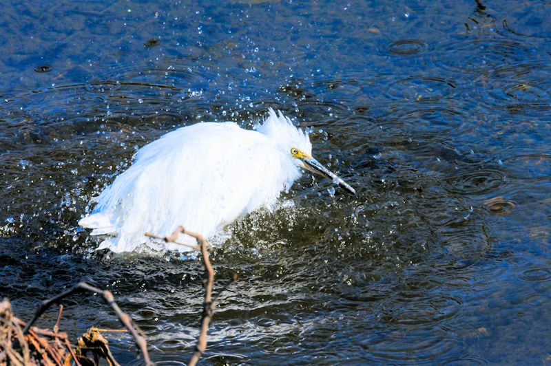 コサギの水浴び（１１態）　大谷川　八幡市　2020/04/04　Photo by Kohyuh