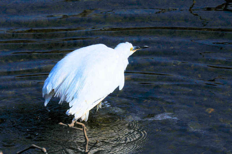 コサギの水浴び（１１態）　大谷川　八幡市　2020/04/04　Photo by Kohyuh