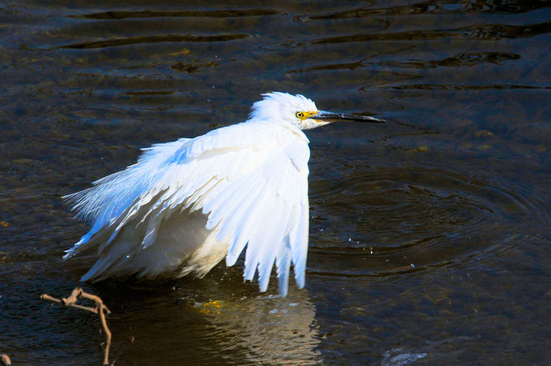 コサギの水浴び（１１態）　大谷川　八幡市　2020/04/04　Photo by Kohyuh