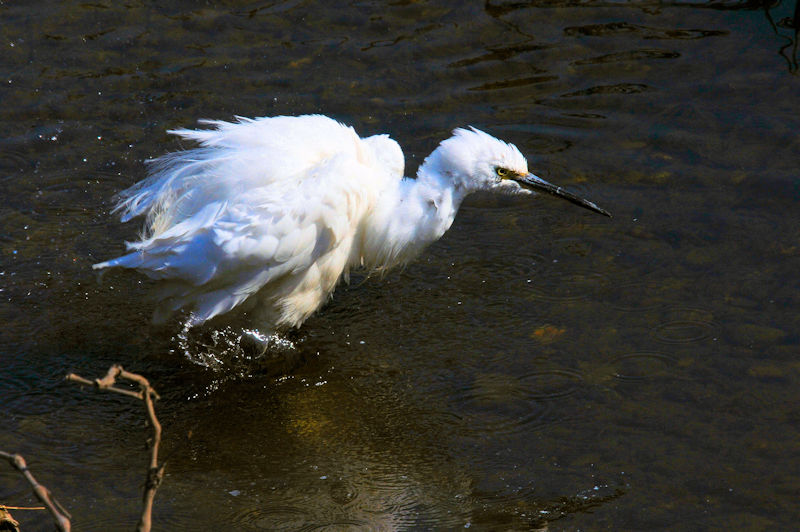 コサギの水浴び（１１態）　大谷川　八幡市　2020/04/04　Photo by Kohyuh