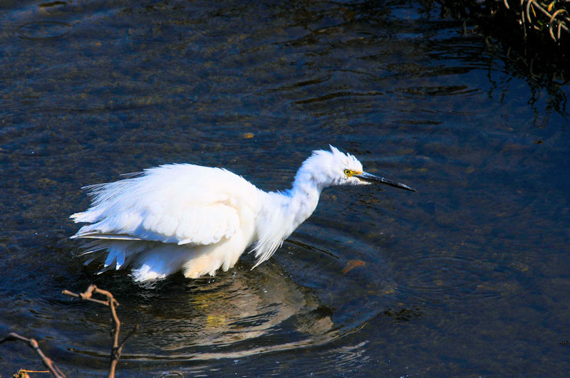 コサギの水浴び（１１態）　大谷川　八幡市　2020/04/04　Photo by Kohyuh