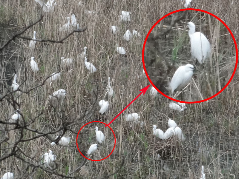 RTM̃Rj[@pi\jbNA[i@s@2011/04/15@Photo by Nagamura@iʐ^񋟁F@j@