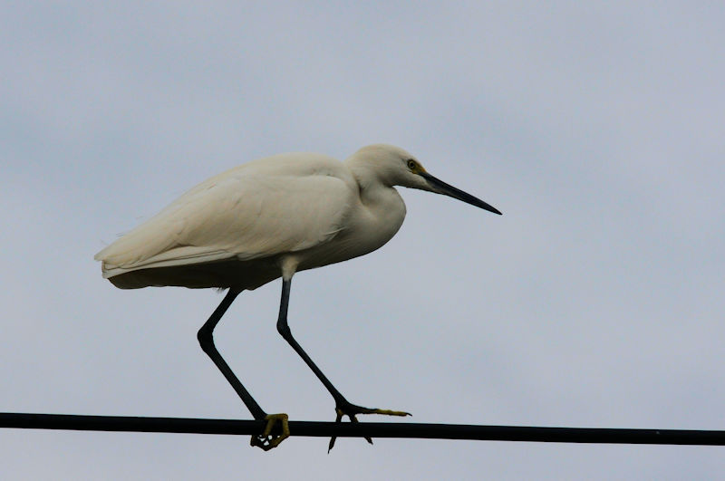 RTM̍jn@J@s@2021/11/30@Photo by Kohyuh