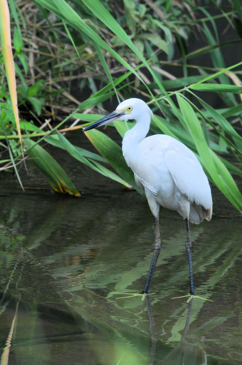 RTM̗p@J@s@2023/09/05@Photo by Kohyuh