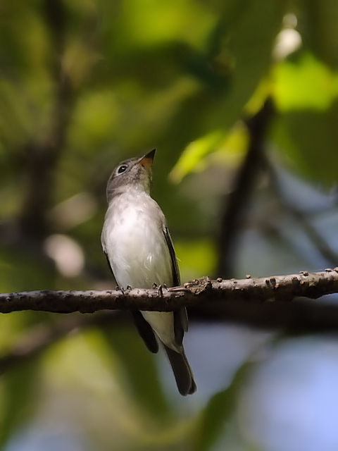 ⑥ コサメビタキ　成鳥　千里南公園　吹田市　2012/09/28　Photo by Kohyuh
